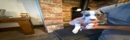 Whippet dogs for sale: KC Registered Whippet Puppies – Home Reared, - Advert 22
