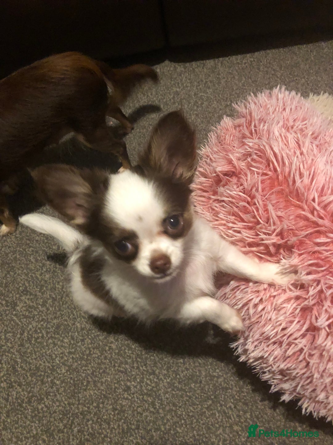 Chihuahua dogs for sale: Chihuahua teacup - Image 36