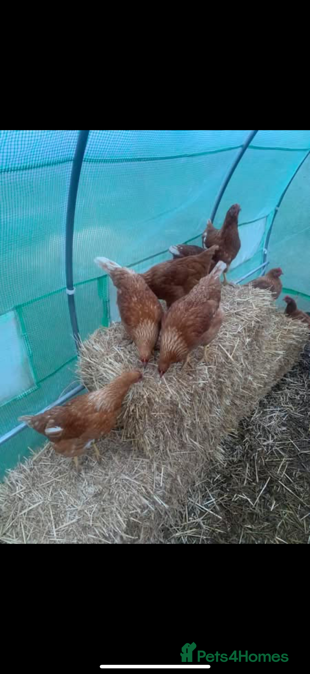 Chickens poultry for sale: Looking for new home for 1 cockerel with his hens  - Advert 5