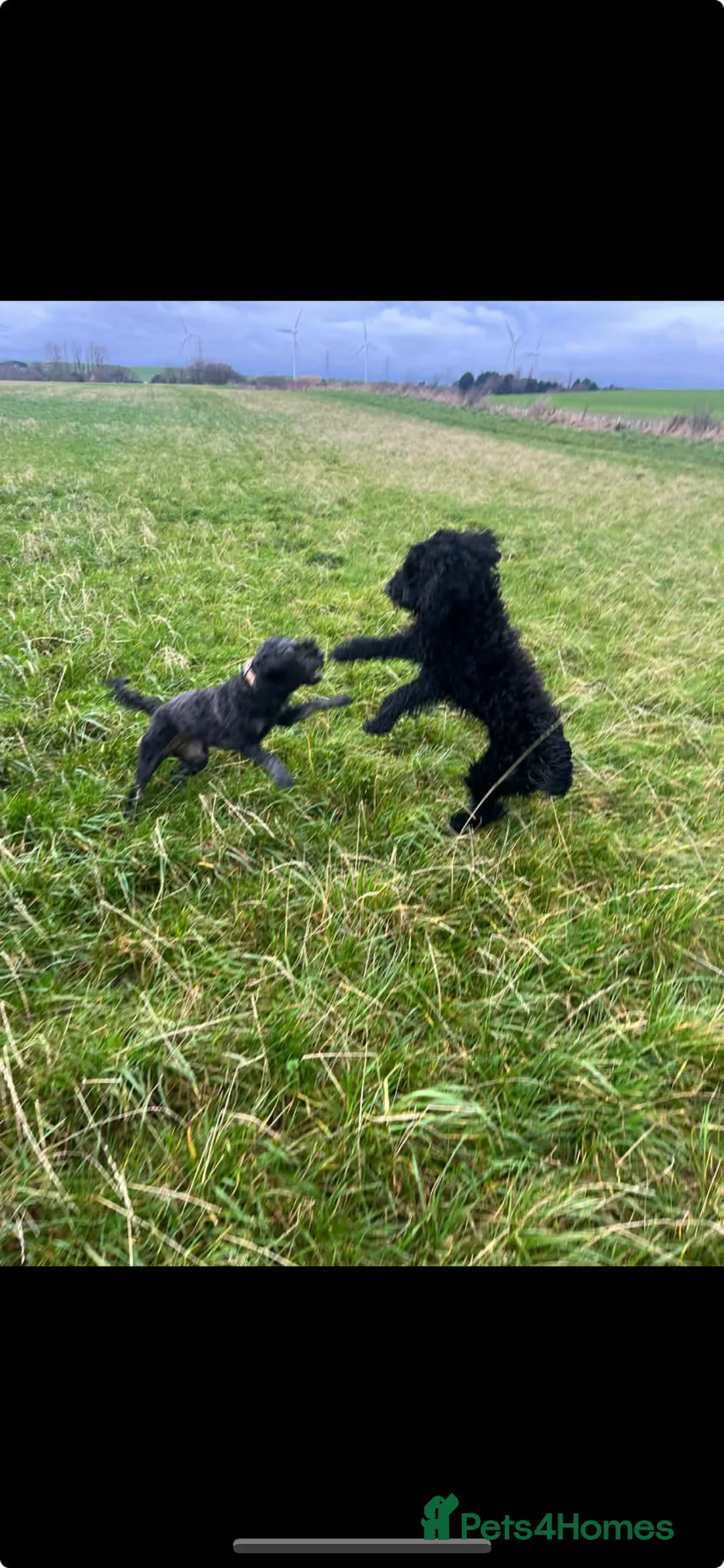 Cockapoo dogs for stud: Beautiful natured cockapoo for stud - Advert 18