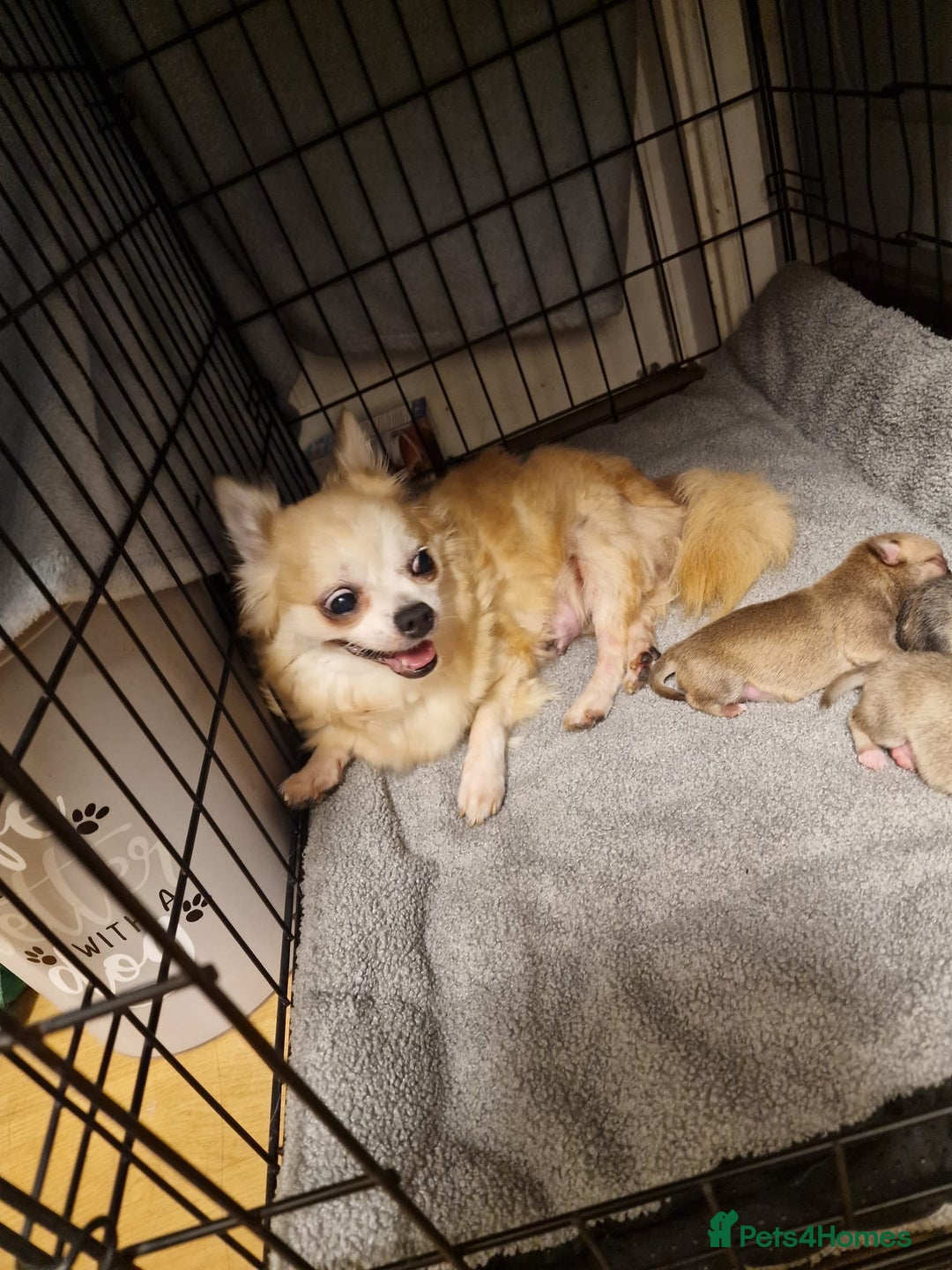 Chihuahua dogs for sale: Adorable Chihuahua Puppies Ready Soon!  - Advert 1