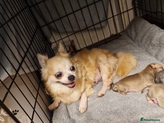 Chihuahua dogs Adorable Chihuahua Puppies Ready Soon! - Advert 2