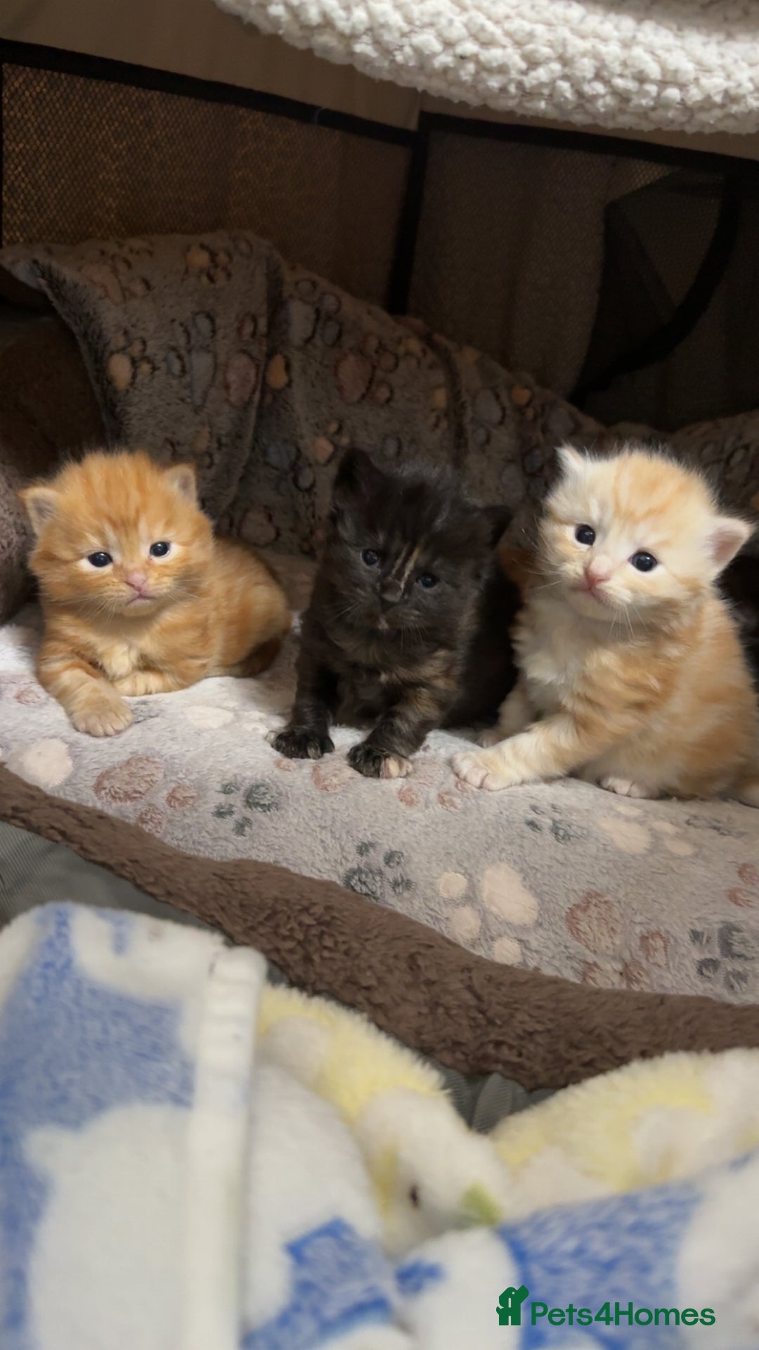 Mixed Breed cats for sale: Mixed kitten breed - Advert 1