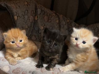 Mixed Breed cats Mixed kitten breed - Advert 2