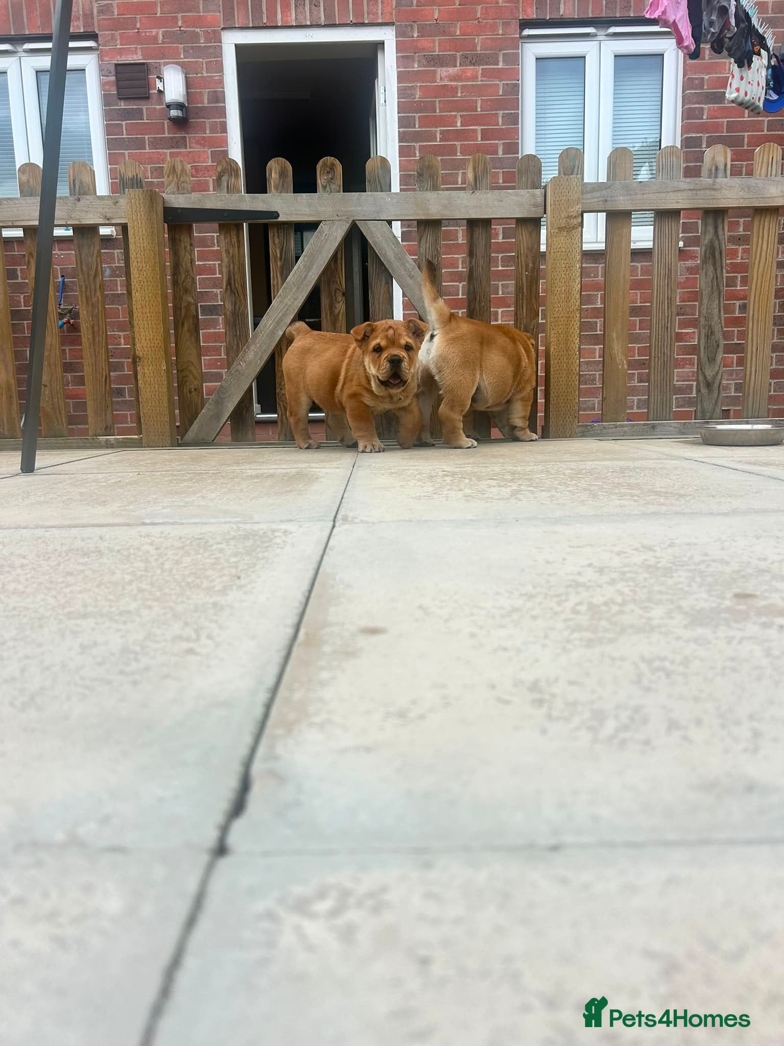 Mixed Breed dogs Fluffy British Bulldog Cross Chow Puppies – Rare - Advert 2