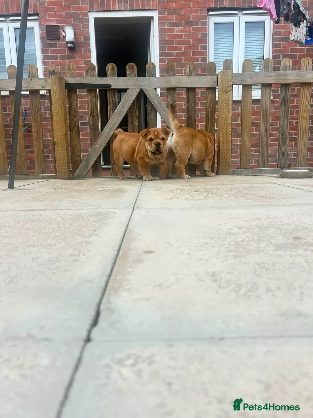 Mixed Breed dogs for sale: Fluffy British Bulldog Cross Chow Puppies – Rare - Advert 2