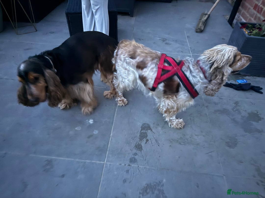 Cocker Spaniel dogs for sale: Stunning Show Cocker Spaniel litter  - Advert 14