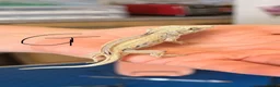 Gecko reptiles for sale: Crested geckos gargoyle geckos various - Advert 4