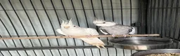 Cockatiels birds for sale: Bonded pair of Coctail & Kakari  - Advert 5