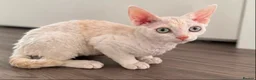 Devon Rex cats for sale: Gorgeous Devon Rex Kitten - Advert 8