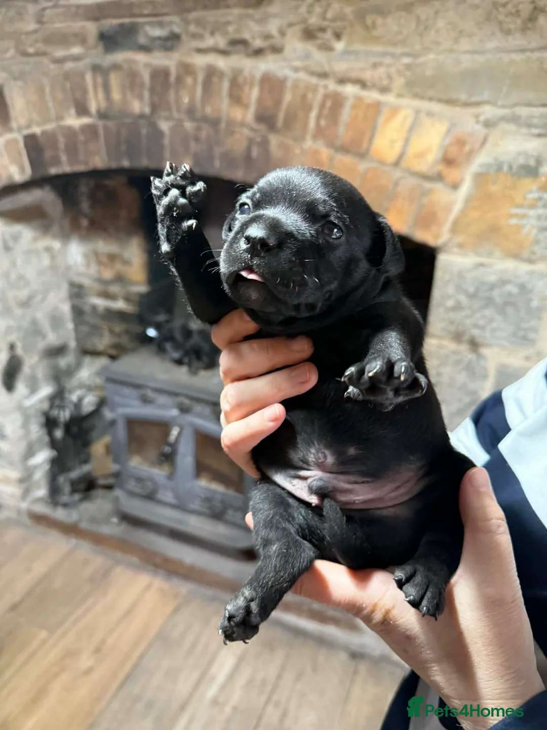 Staffordshire Bull Terrier dogs for sale: Staffordshire bull terrier - Advert 2