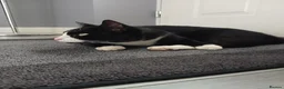 Mixed Breed cats for sale: Two boys aged 3 and 4 need loving homes in Wakefield - Advert 4