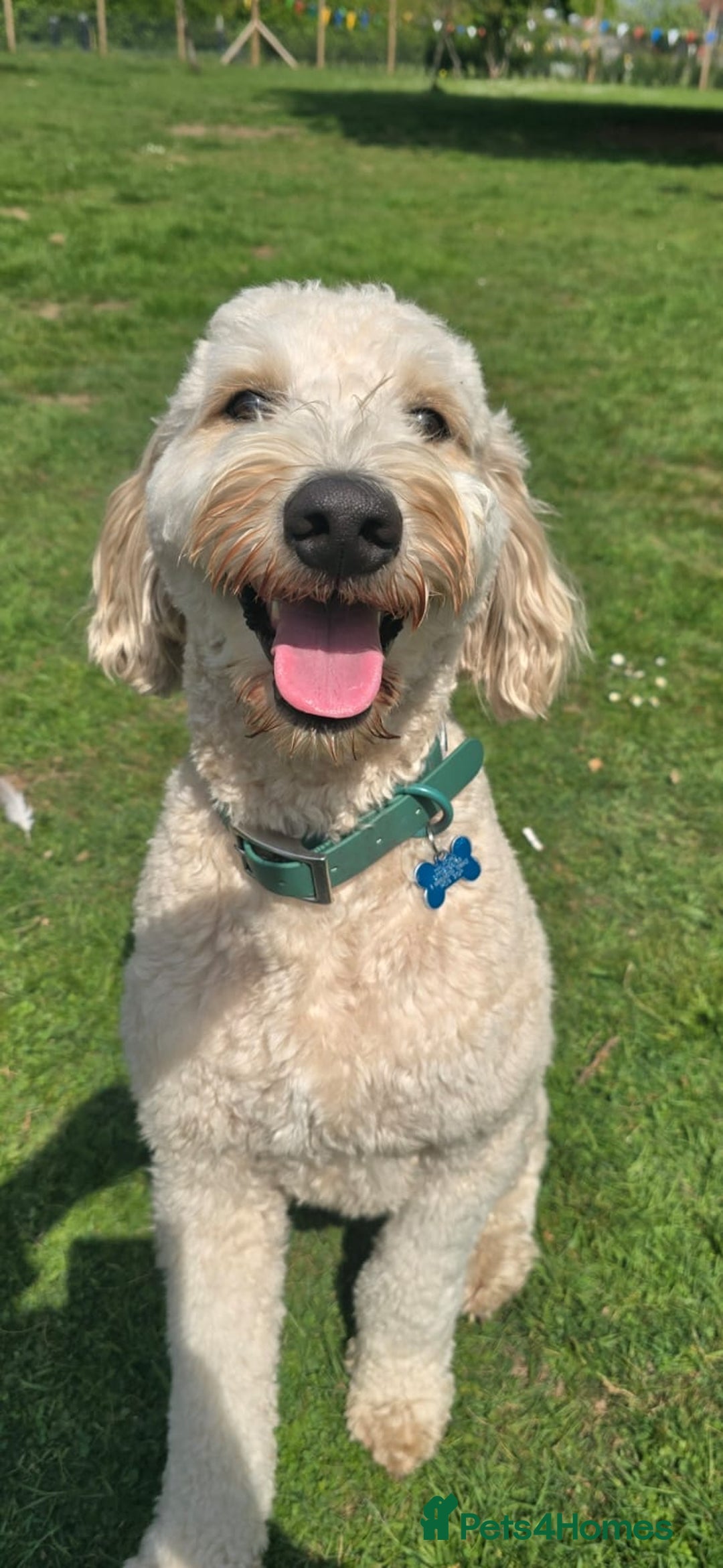 Labradoodle dogs for stud: Bailey: Top-Temperament Proven Stud - Advert 5