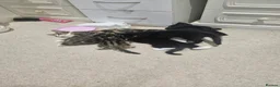 Domestic Shorthair cats for sale: Adorable kittens -Hayling island  - Advert 20