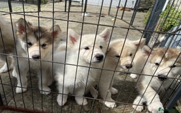 Alaskan Malamute dogs for sale: Pure bred Alaskan Malamute puppies - Image 2