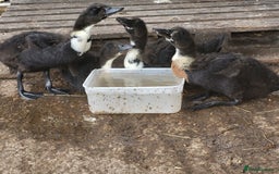 Ducks poultry for sale: 4 Rare Breed Shetland Ducks - Image 2