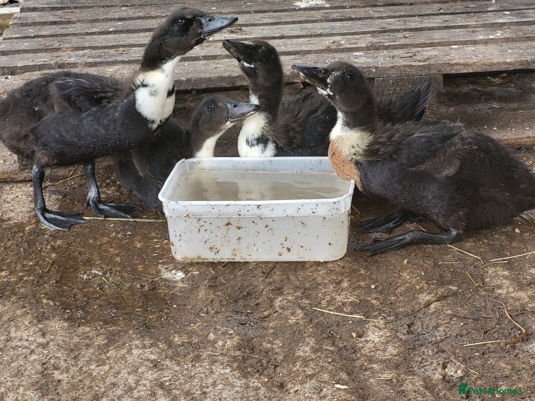 Ducks poultry for sale: 4 Rare Breed Shetland Ducks - Image 2