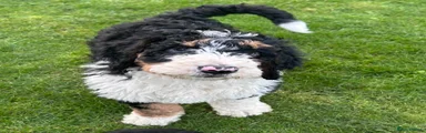 Bernedoodle Puppy 4