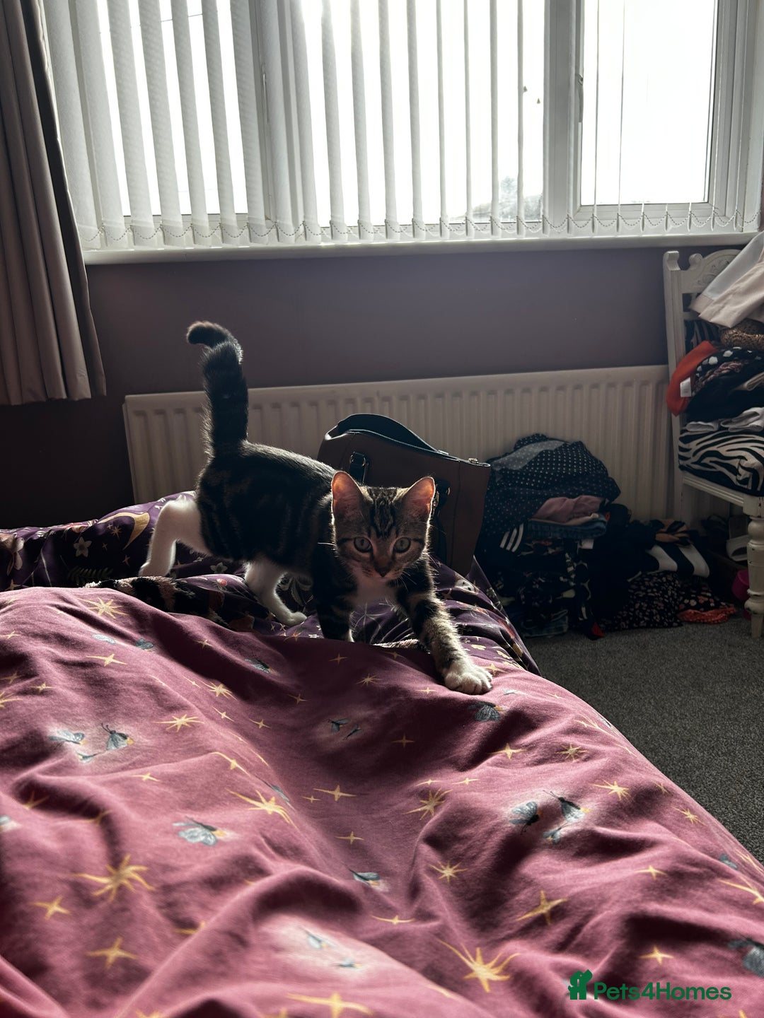 Mixed Breed cats for sale: Brown Tabby x Ragdoll Kitten - Image 3