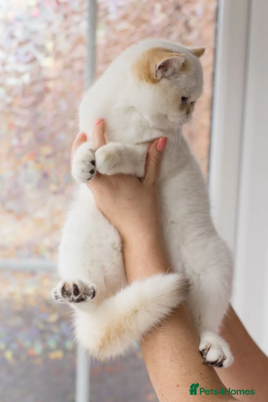 British Shorthair cats for sale: Beautiful British Shorthair Golden Point Female - Advert 8