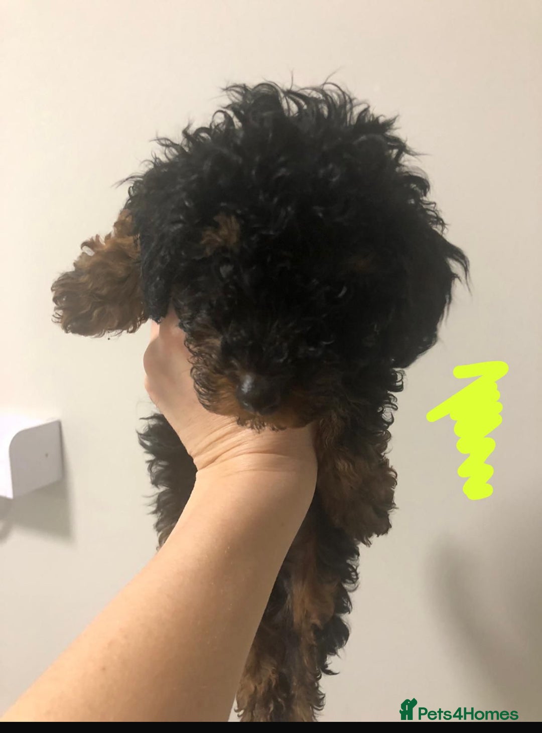 Toy Poodle dogs for sale: 5 toy poodles unique markings  - Advert 17