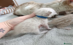 Bengal cats for sale: Tica RG pure bengals  - Image 20