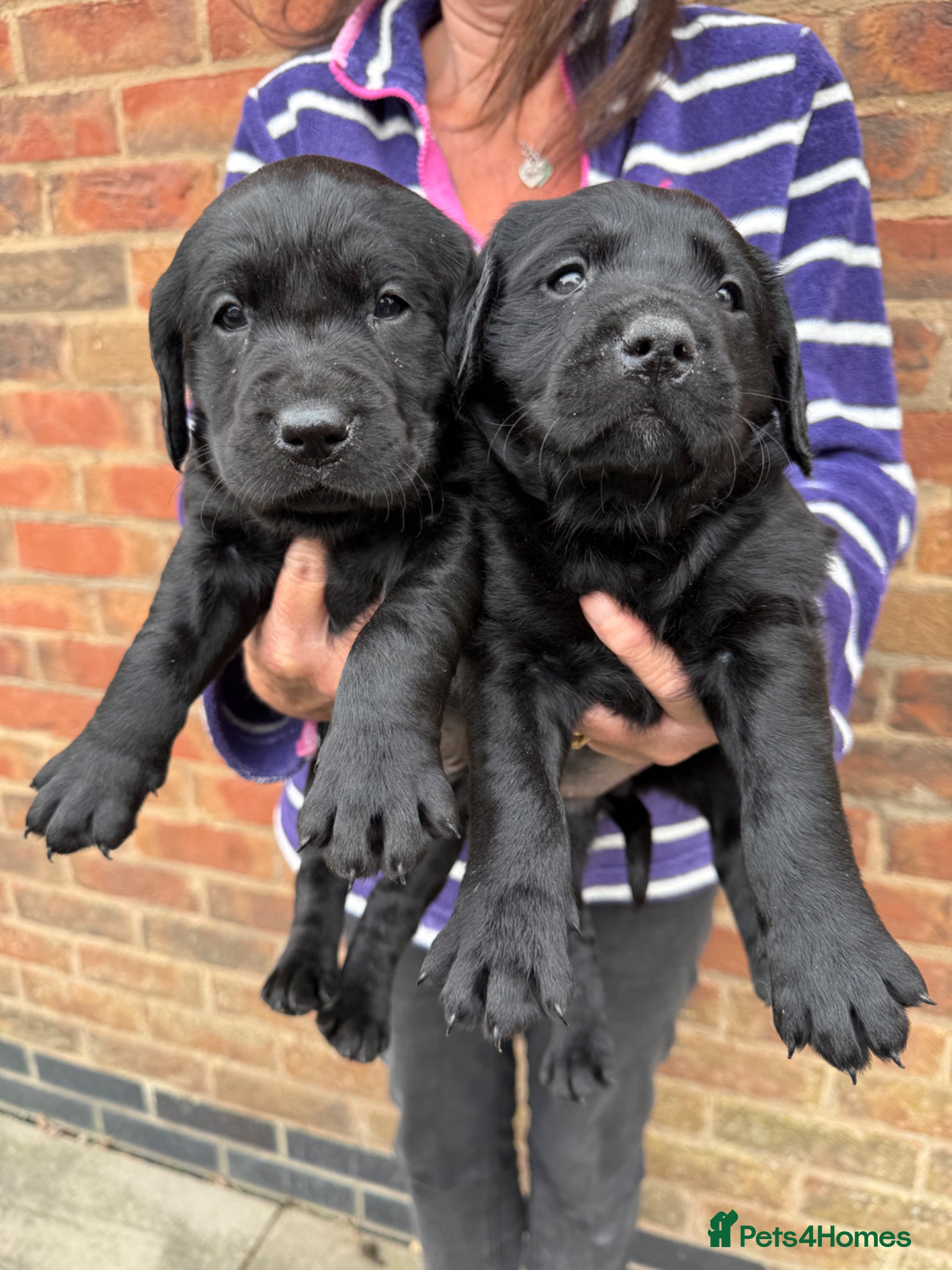 Goldador dogs Beautiful health tested goldador puppies  - Advert 2