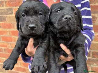 Goldador dogs Beautiful health tested goldador puppies - Advert 2