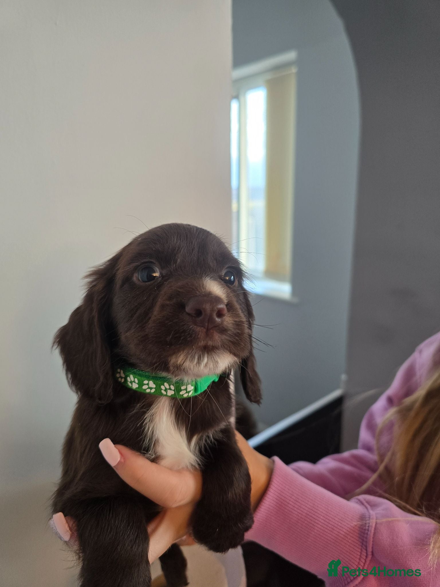 Cocker Spaniel dogs Stunning cocker spaniel puppies  - Advert 2