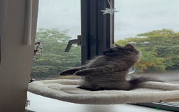 Persian cats for sale: Male  - Image 5