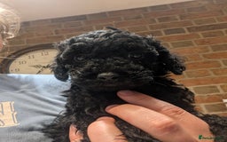 Cockapoo dogs for sale: Little black boy  - Image 5