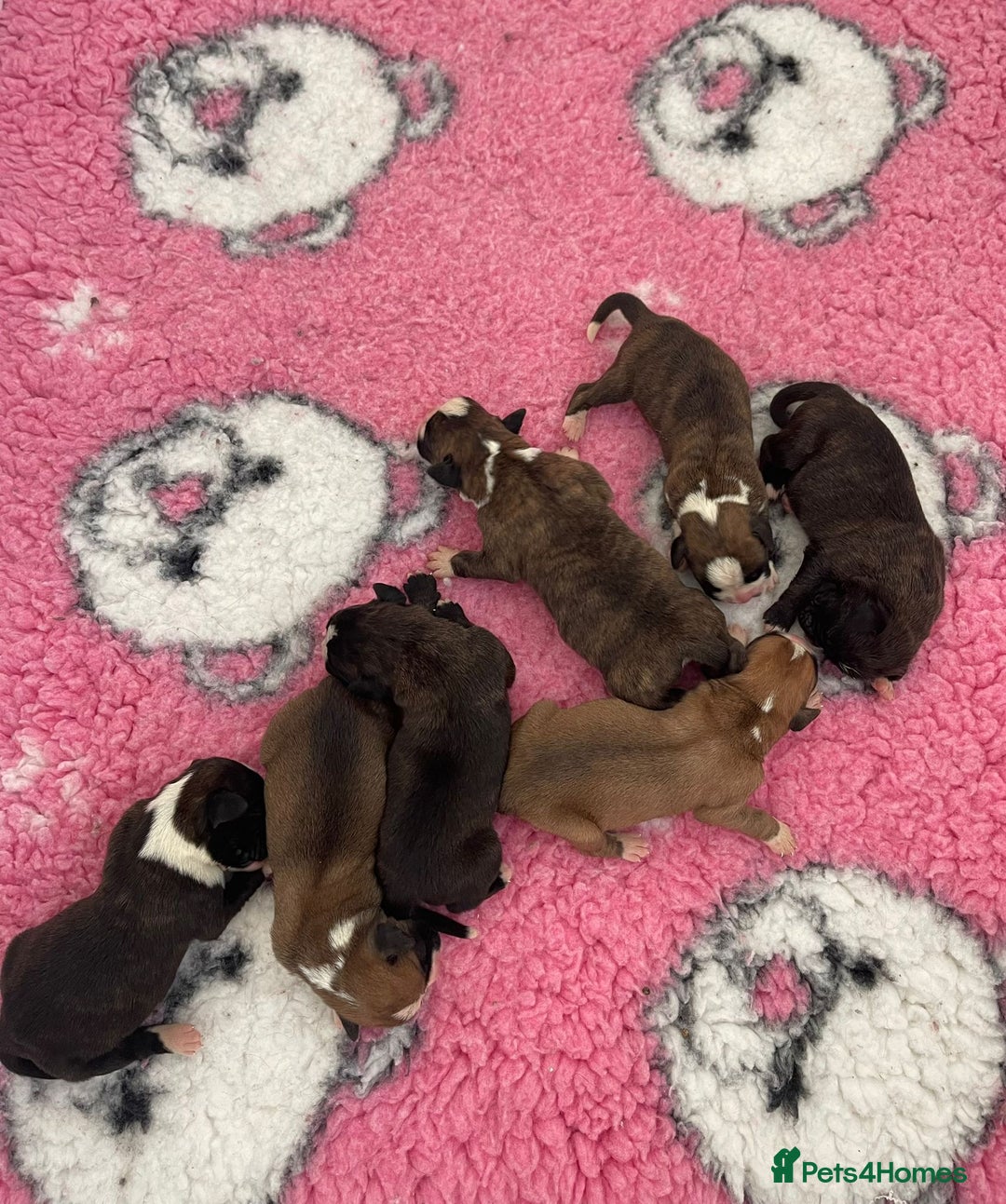 Boxer dogs for stud: Kc Registered and Heart scored Stud dog in Herne Bay - Advert 16