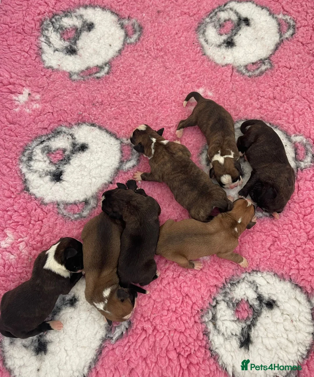 Boxer dogs for stud: Kc Registered and Heart scored Stud dog in Herne Bay - Advert 16