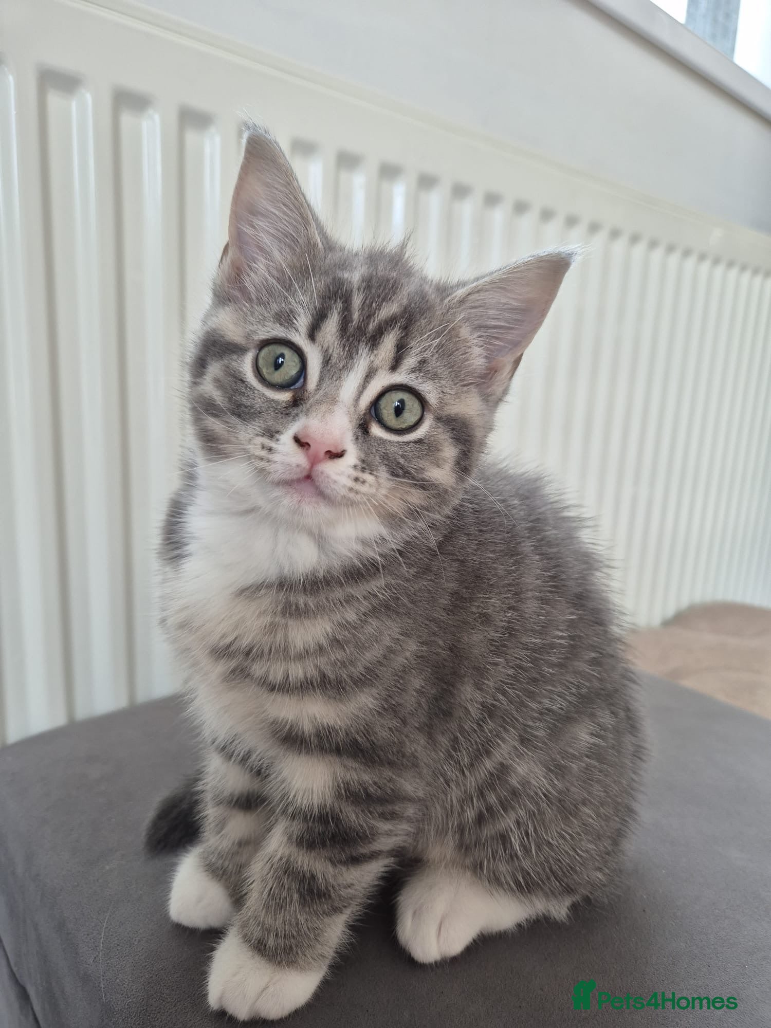 British Shorthair cats British shorthair x Ragdoll blue point kitten 🩷 - Advert 1