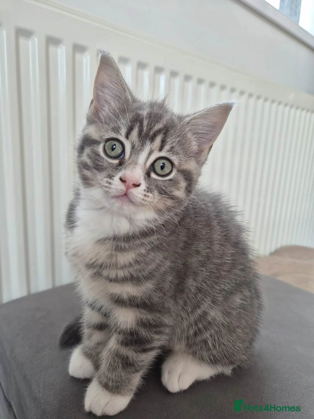 British Shorthair cats for sale: British shorthair x Ragdoll blue point kitten 🩷 - Advert 1