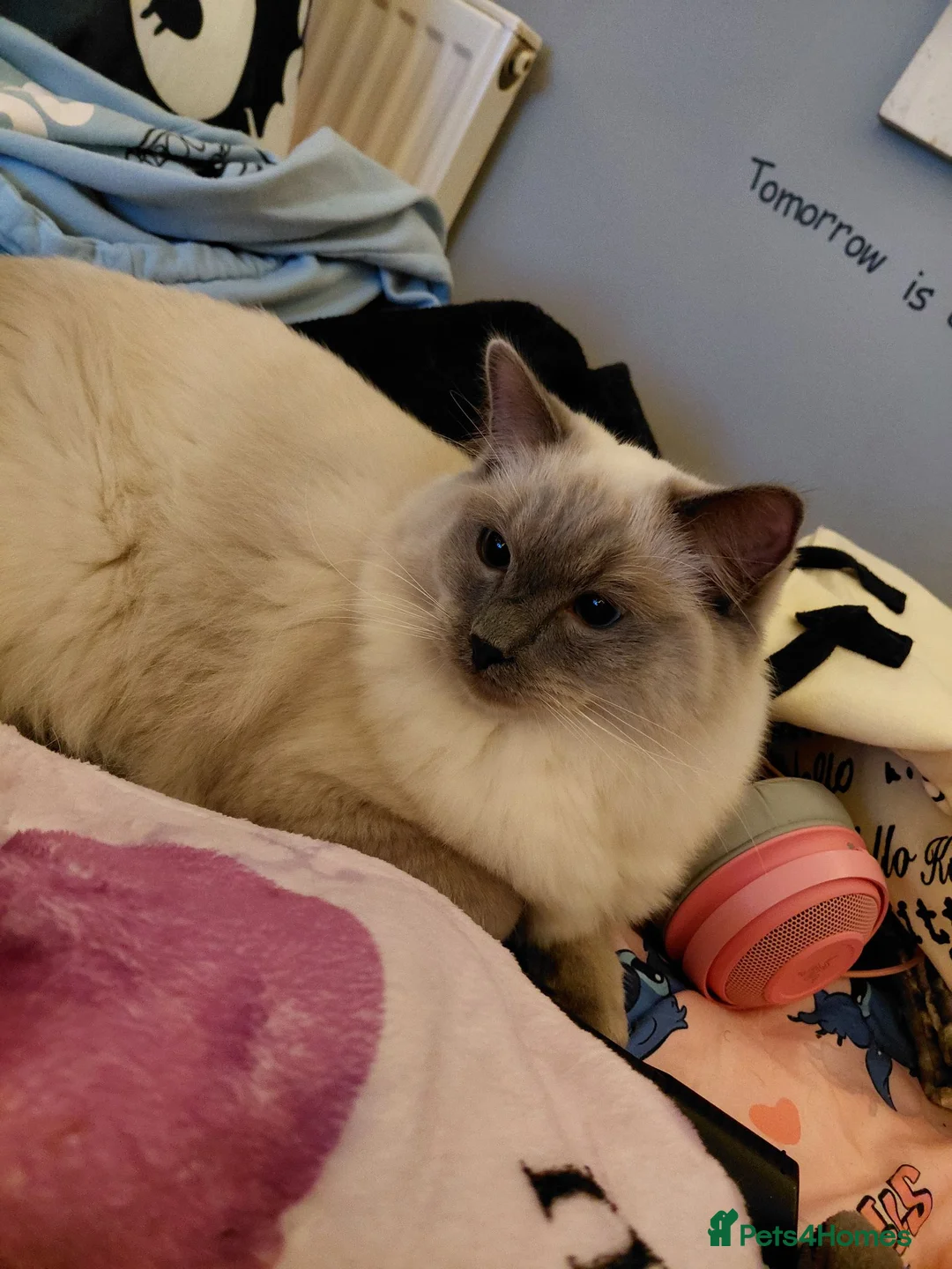 Ragdoll cats for sale: Blue point ragdoll male  - Advert 6