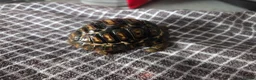 Tortoise reptiles for sale: Leopard tortoises  - Advert 4