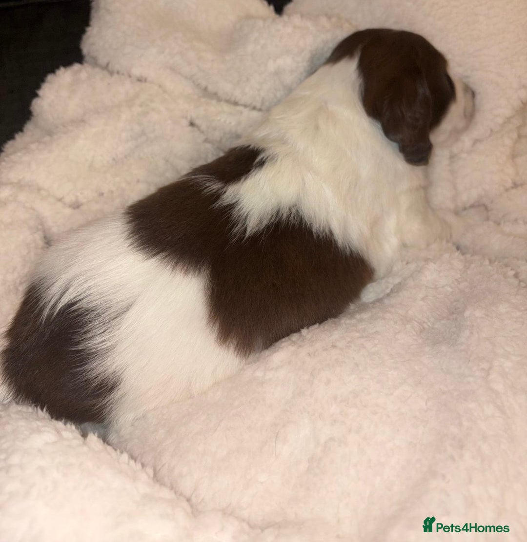 Sprollie dogs for sale: Sprollie  - Advert 9