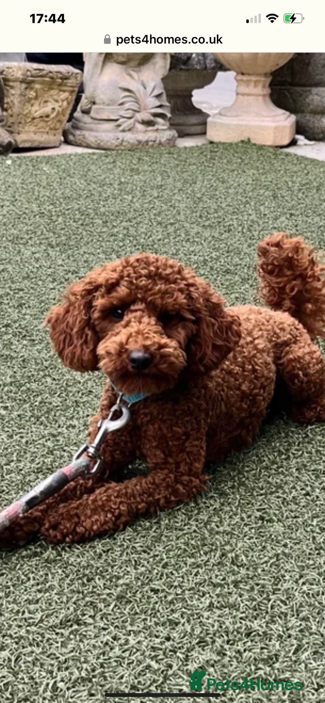 Toy Poodle dogs for sale: Teddy bear toy poodles  - Image 2