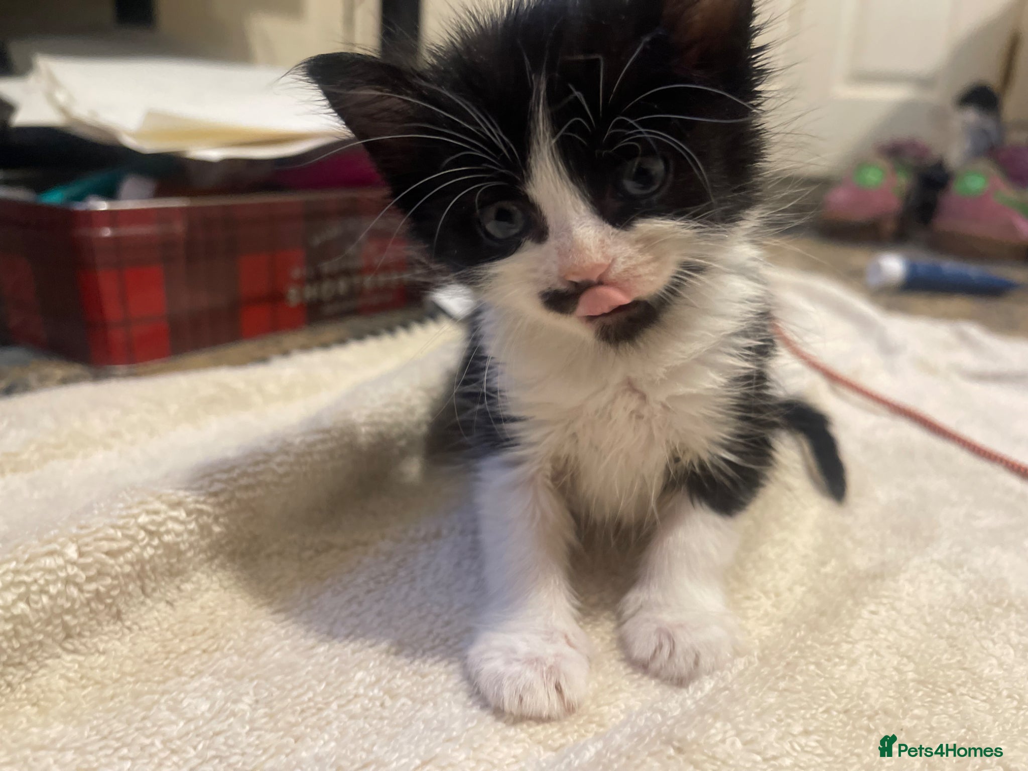 Mixed Breed cats Kitten looking for there forever home  - Advert 1