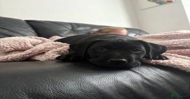 Mixed Breed dogs - Advert 1