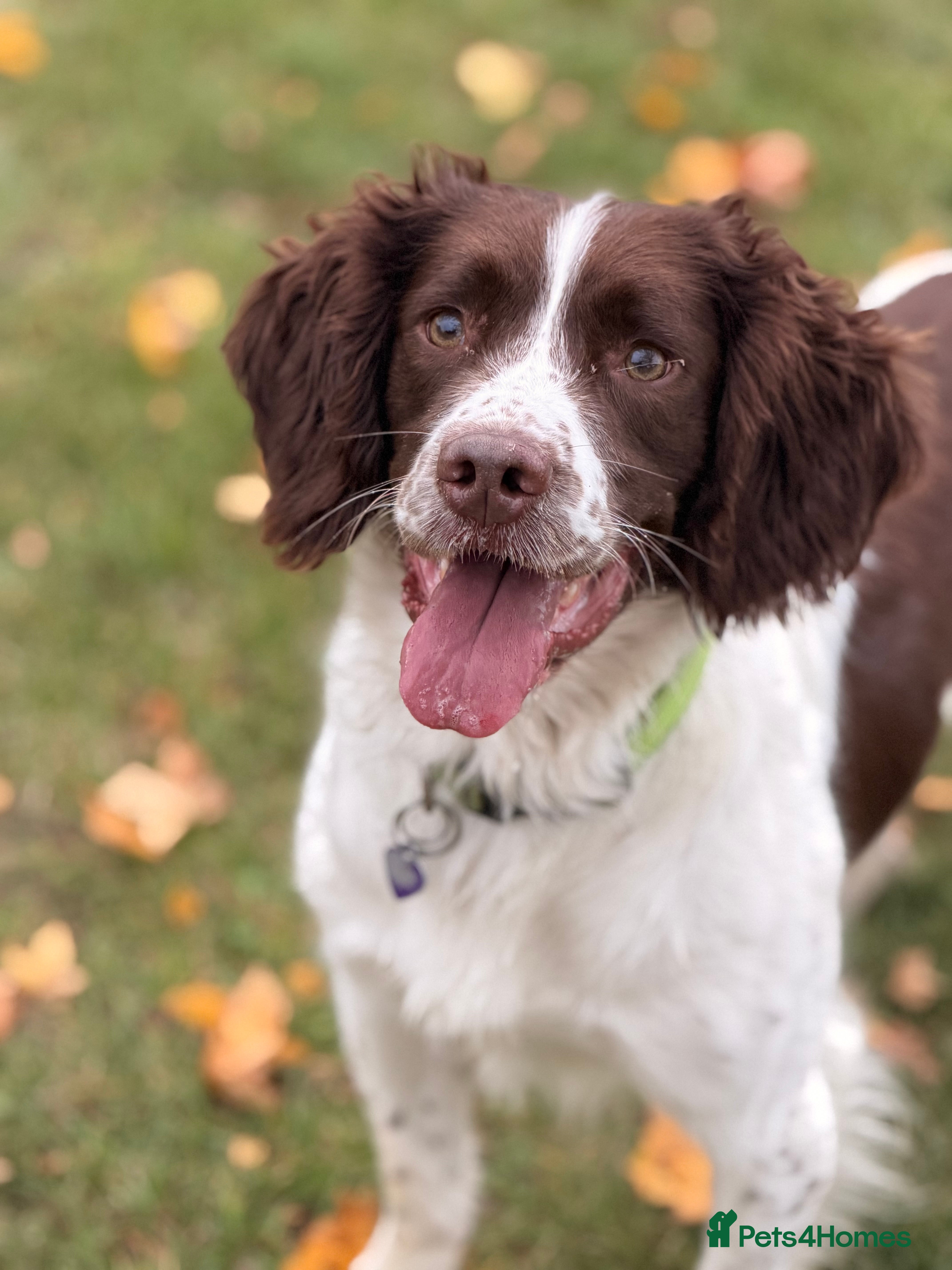 English Springer Spaniel dogs Springer spaniel Maccer for stud duties - Advert 6