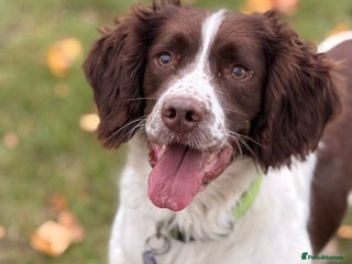 English Springer Spaniel dogs - Advert 7