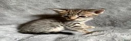 Savannah cats for sale: Beautiful SBT female - Advert 8