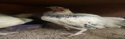 Chickens poultry for sale: 4 Pure Breed Light sussex pullets in Knutsford - Advert 2