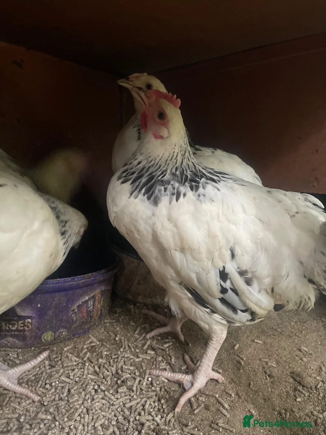 Chickens poultry for sale: 4 Pure Breed Light sussex pullets in Knutsford - Advert 2