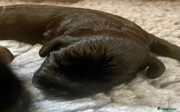 Cavapoo dogs for sale: Cavapoo - Image 32