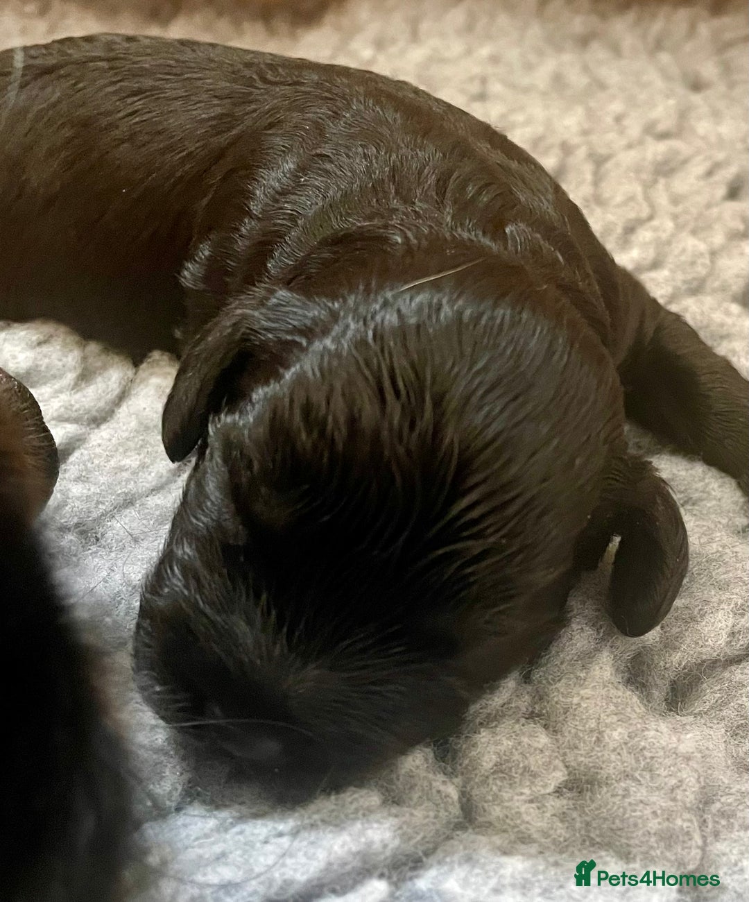 Cavapoo dogs for sale: Cavapoo - Image 32