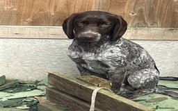 Cockapoo dogs for sale: Sad sale of 2 x 6 month old brothers 💙  - Image 3