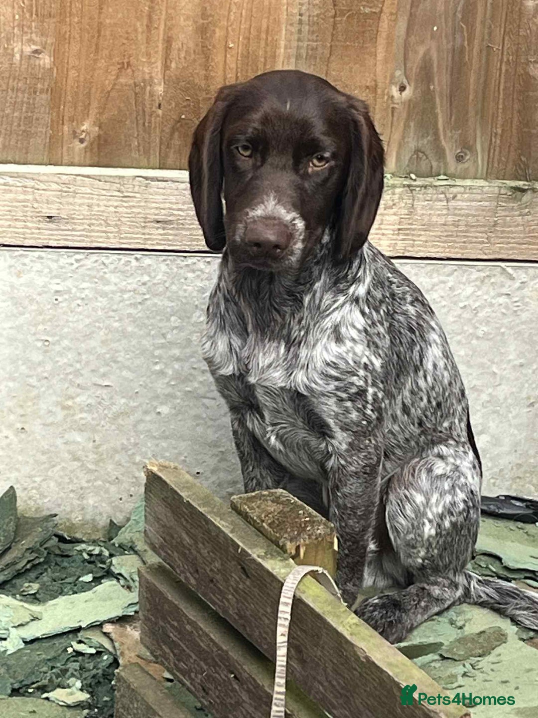 Cockapoo dogs for sale: Sad sale of 2 x 6 month old brothers 💙  - Image 3